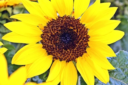 Marché aux fleurs, vide grenier, randonnée...